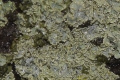 Punctelia missouriensis