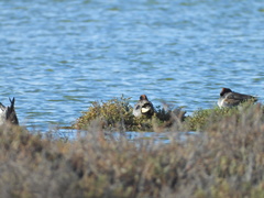 Anas crecca carolinensis