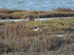 Anas crecca carolinensis