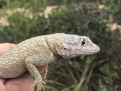 Tropidurus psammonastes