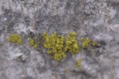 Candelariella efflorescens