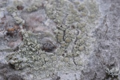 Lecanora strobilina