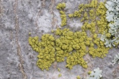 Candelariella efflorescens