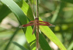 Neurothemis stigmatizans