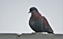 Columba guinea phaeonota