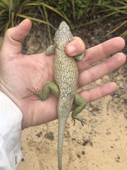 Tropidurus psammonastes