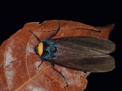 Macrobrochis staudingeri