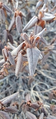 Rhododendron anthopogon