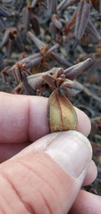 Rhododendron anthopogon