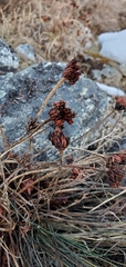 Rhodiola