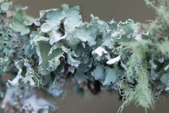 Parmotrema perforatum