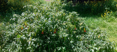 Brugmansia sanguinea