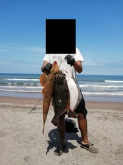 Pseudobatos planiceps