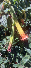 Brugmansia sanguinea