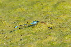 Enallagma carunculatum
