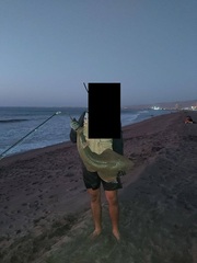 Pseudobatos planiceps