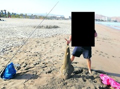 Pseudobatos planiceps