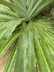 Pandanus