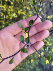 Corokia cotoneaster