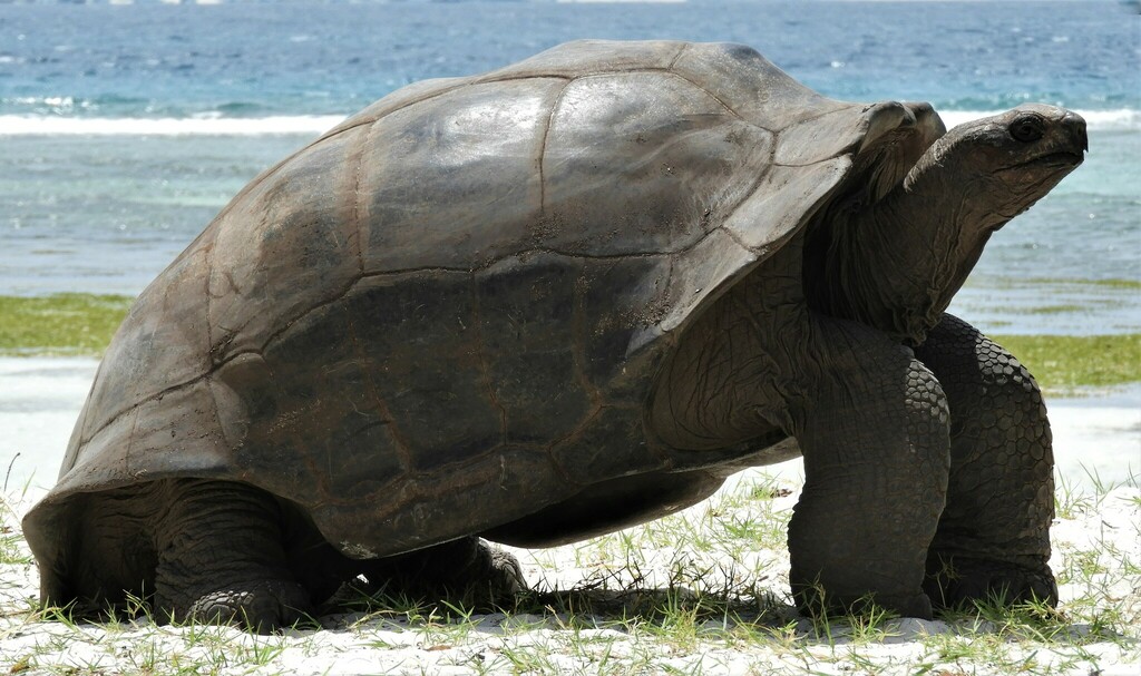 Aldabra giant tortoise standing on a beach edge with the sea behind it