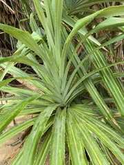 Pandanus