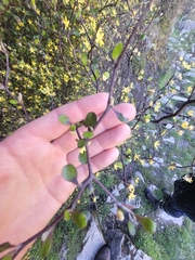 Corokia cotoneaster