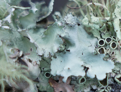 Parmotrema perforatum