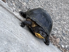 Emydoidea blandingii