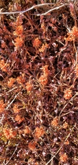 Bistorta vacciniifolia