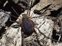 Octobunus singularis