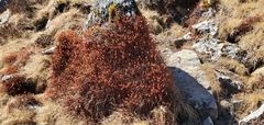 Bistorta vacciniifolia