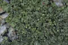 Phaeophyscia rubropulchra