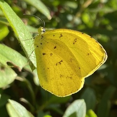 Eurema mandarina