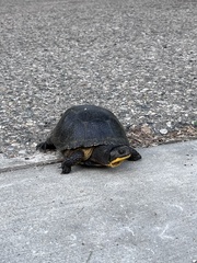 Emydoidea blandingii