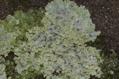 Punctelia missouriensis