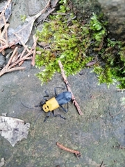 Chauliognathus heros