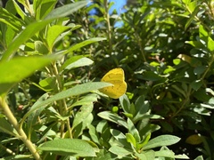 Eurema mandarina
