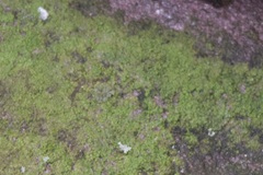 Candelariella efflorescens