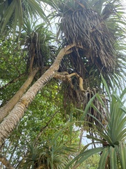 Pandanus