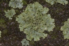 Phaeophyscia orbicularis