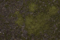 Flavoplaca