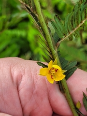 Chamaecrista mimosoides