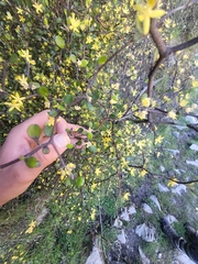 Corokia cotoneaster