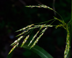 Sorghum