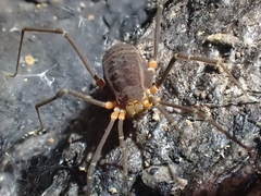 Octobunus singularis