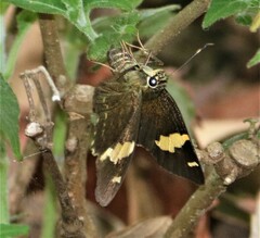 Celaenorrhinus dhanada