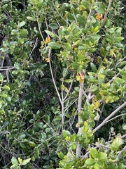 Phrygilus patagonicus