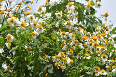 Montanoa grandiflora