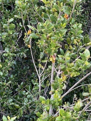 Phrygilus patagonicus