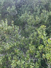 Phrygilus patagonicus